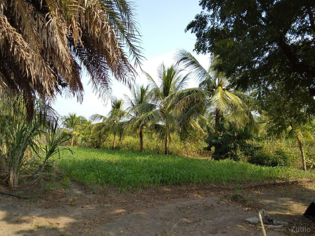 ખેતી ની જમીન વેચવાની છે - Land & Plots - Bhanvad - Image 2