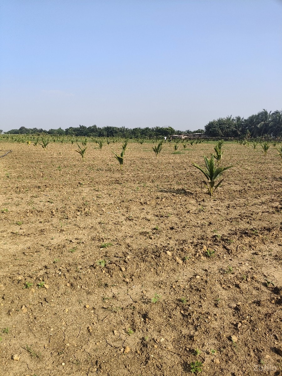 જમીન વેચવાની 4 વિઘા
વિઘા નારિયેળી જમીન વેચવાની 4 વિઘા
વિઘા નારિયેળી