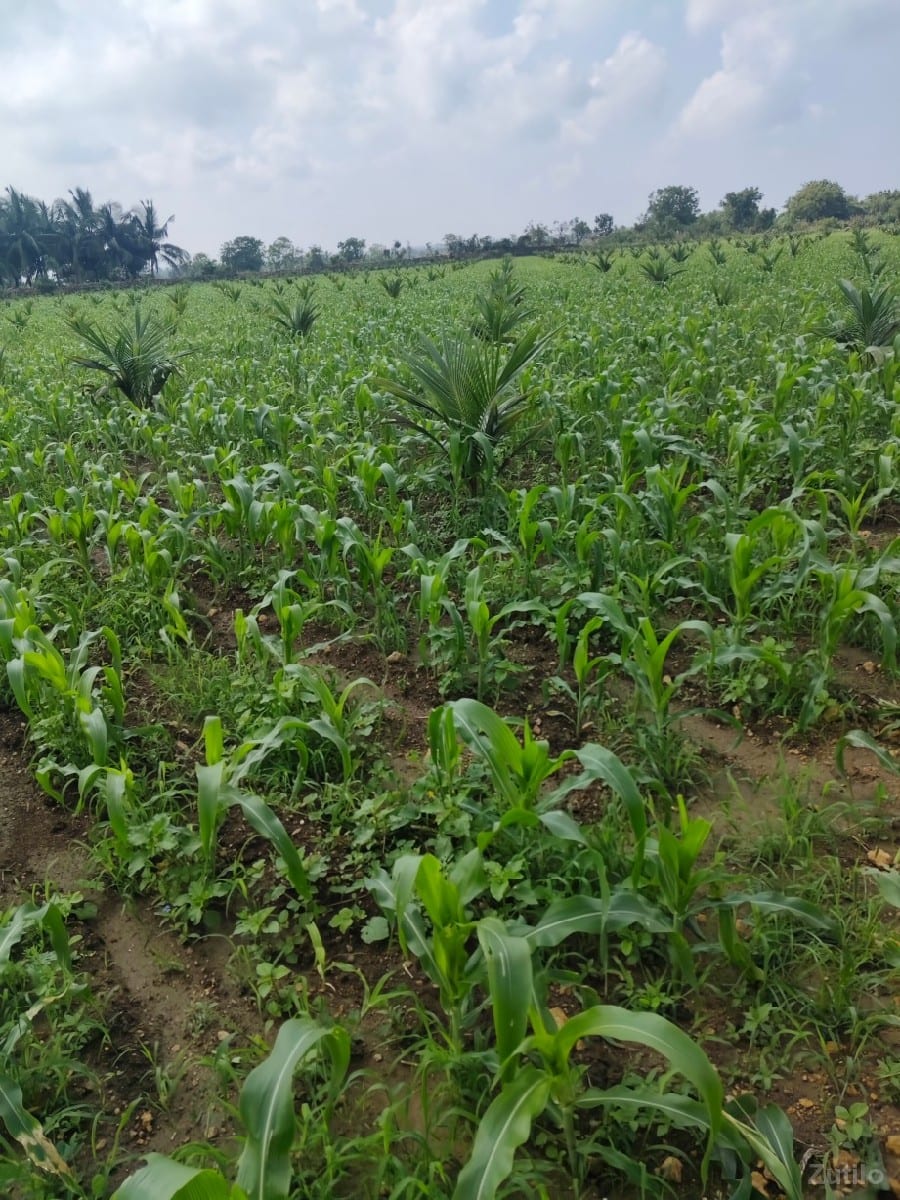 જમીન વેચવાની 4 વિઘા
વિઘા નારિયેળી - Land & Plots - Somnath - Image 3