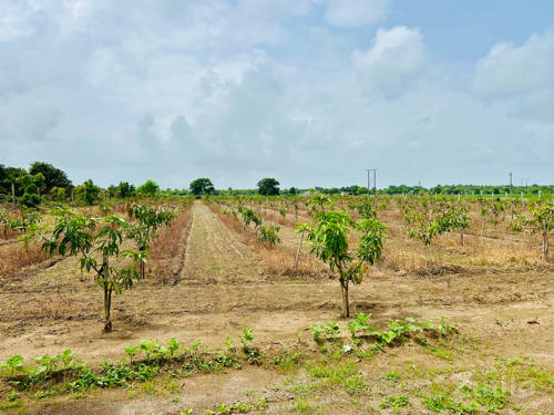 7.5 vigha amba no bagicho state highway touch 7.5 vigha amba no bagicho state highway touch
