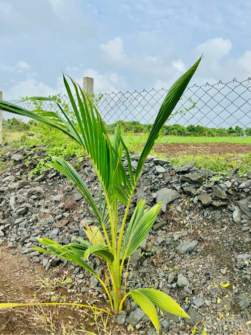 7.5 vigha amba no bagicho state highway touch - Land & Plots - Mendarda - Image 3