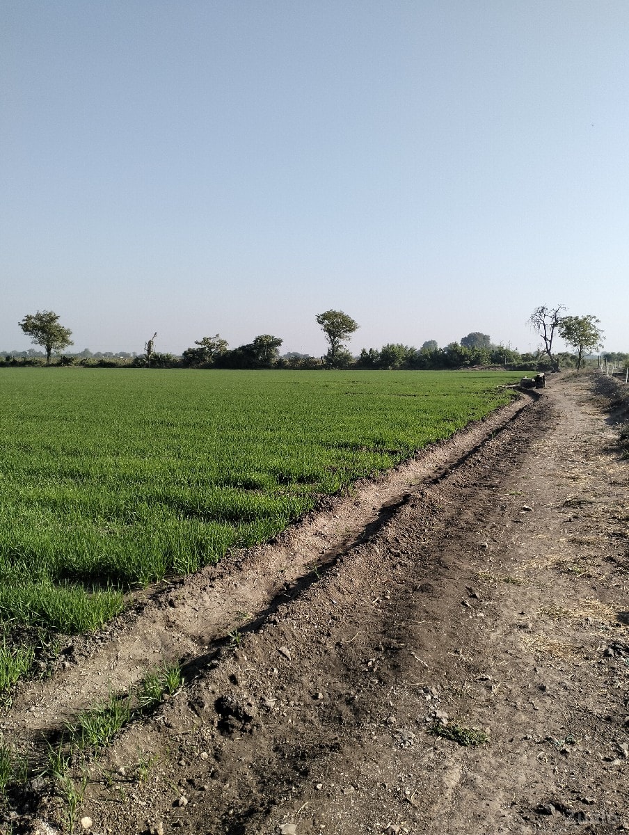 મોટીમારડ 15 વિઘા - Land & Plots - Dhoraji - Image 2
