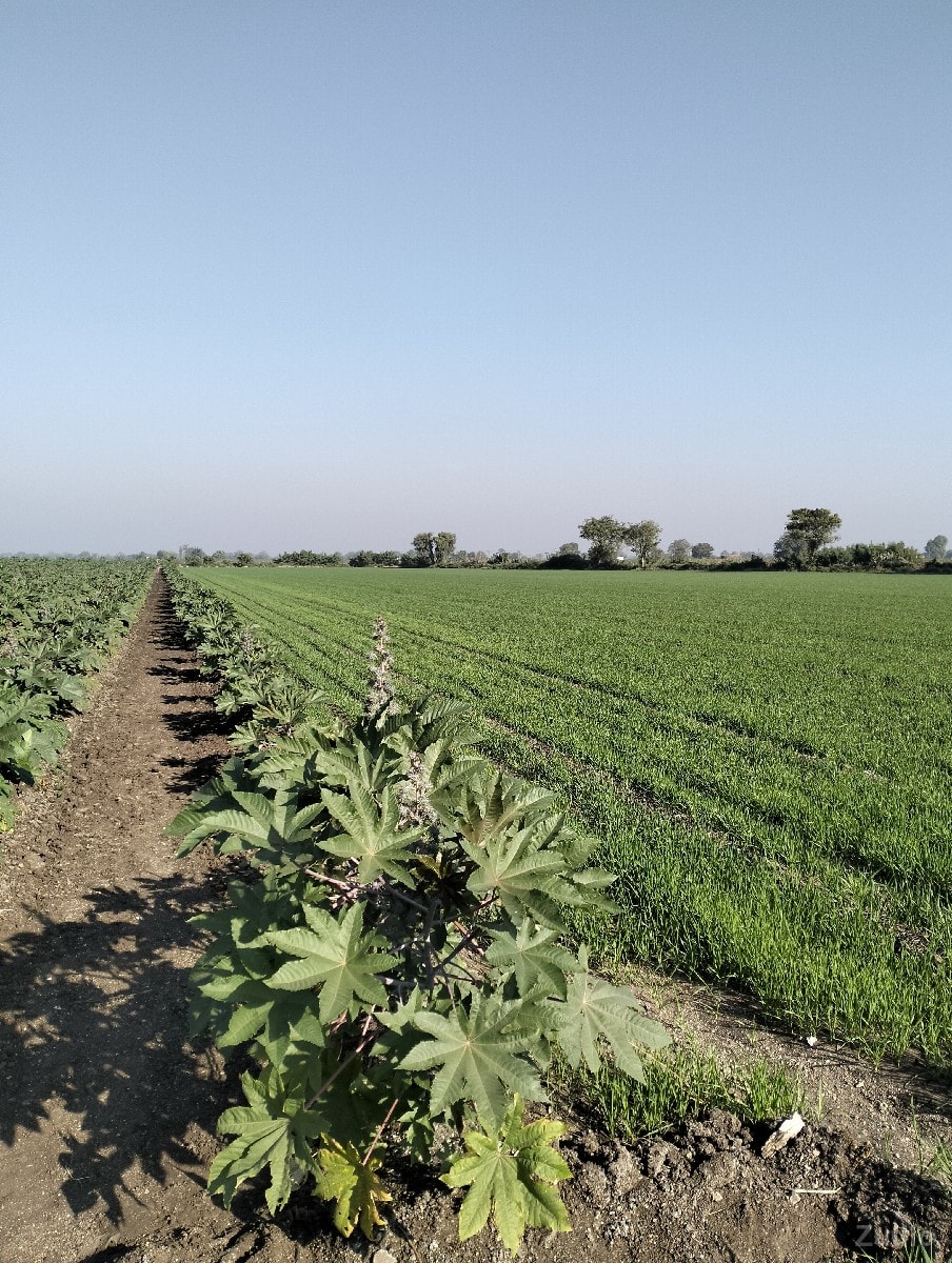 મોટીમારડ 15 વિઘા - Land & Plots - Dhoraji - Image 3