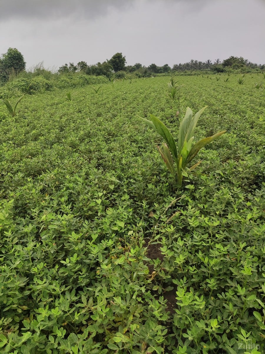 2.5 વિઘા નારિયેળી ના બગીચો