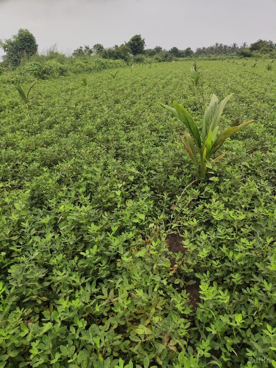 2.5 વિઘા નારિયેળી ના બગીચો - Land & Plots - Somnath - Image 2