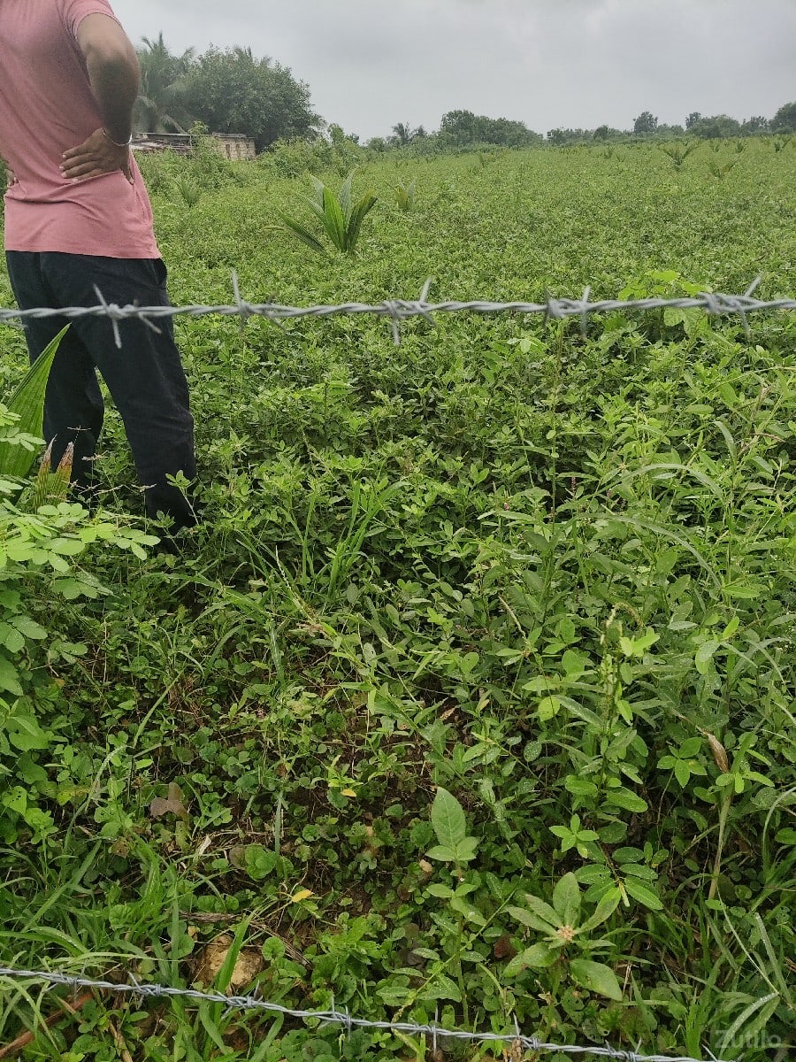 2.5 વિઘા નારિયેળી ના બગીચો - Land & Plots - Somnath - Image 3