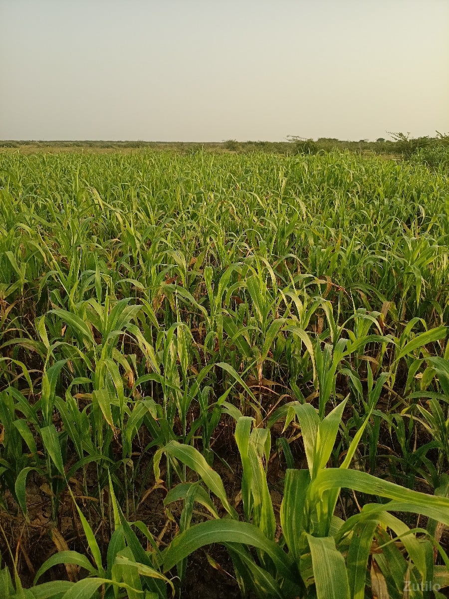 Jamin vesvani se - Land & Plots - Ranavav - Image 3