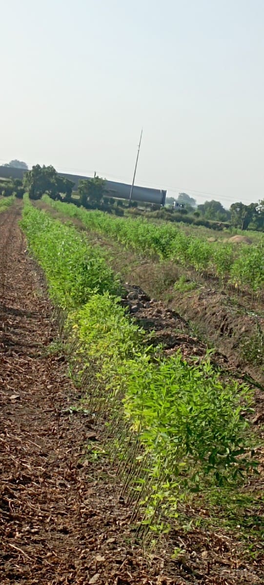 jamin aapvani che - Land & Plots - Kutiyana - Image 3