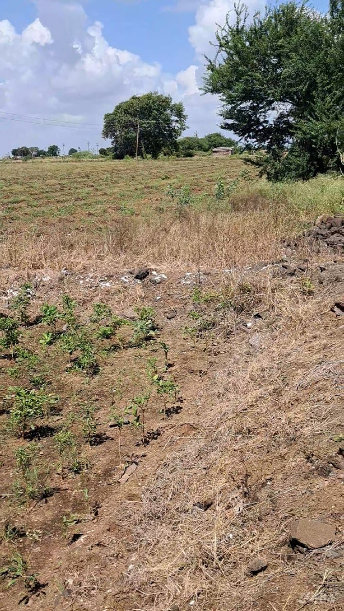 6.5 વીઘા  
60 લાખનો એકર - Land & Plots - Kalavad - Image 3