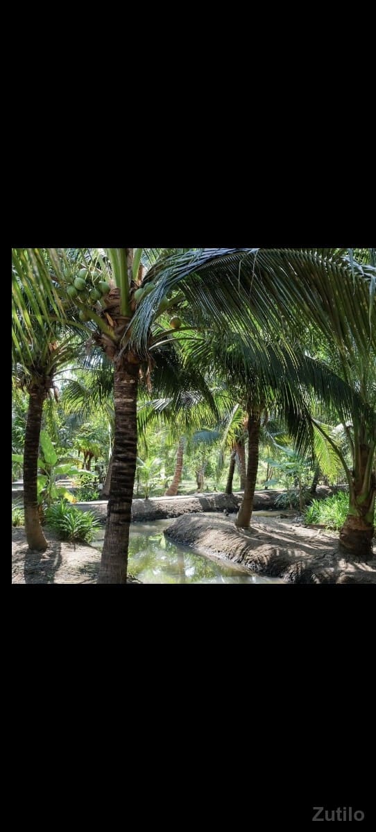 નારિયેળી ના બગીચા વાળી 5 વિઘા જમીન