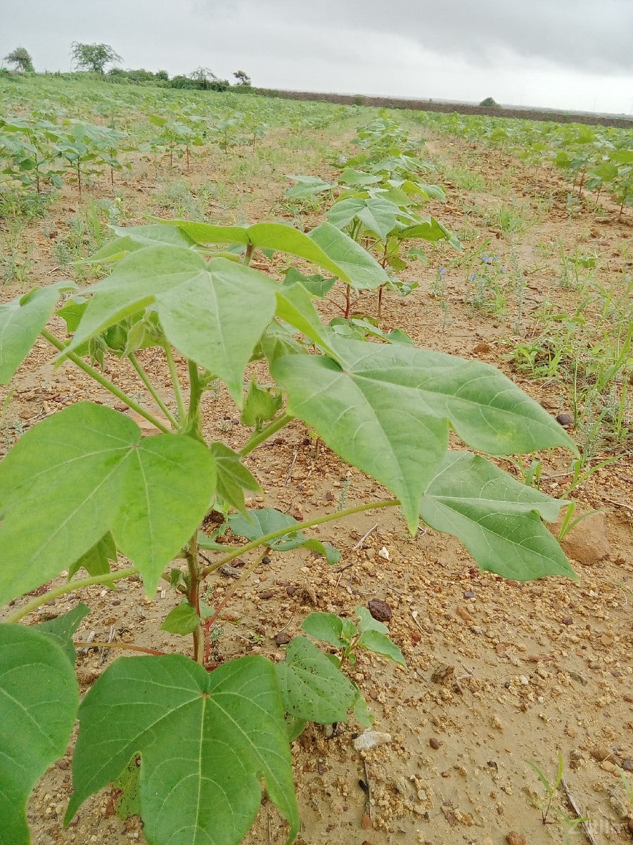 જમીન વેચવાની