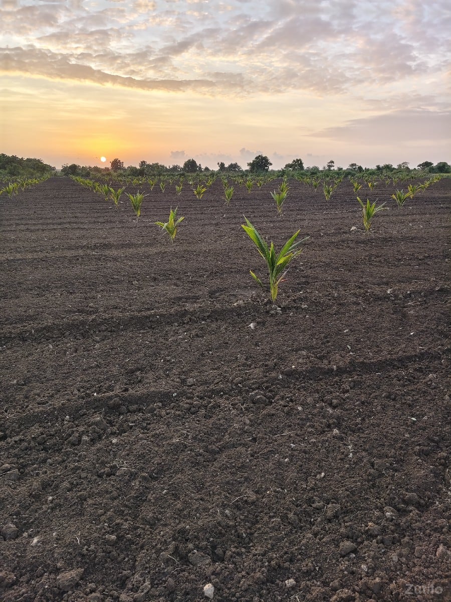 જમીન વેચવાની છે 5.5 - Land & Plots - Somnath - Image 2