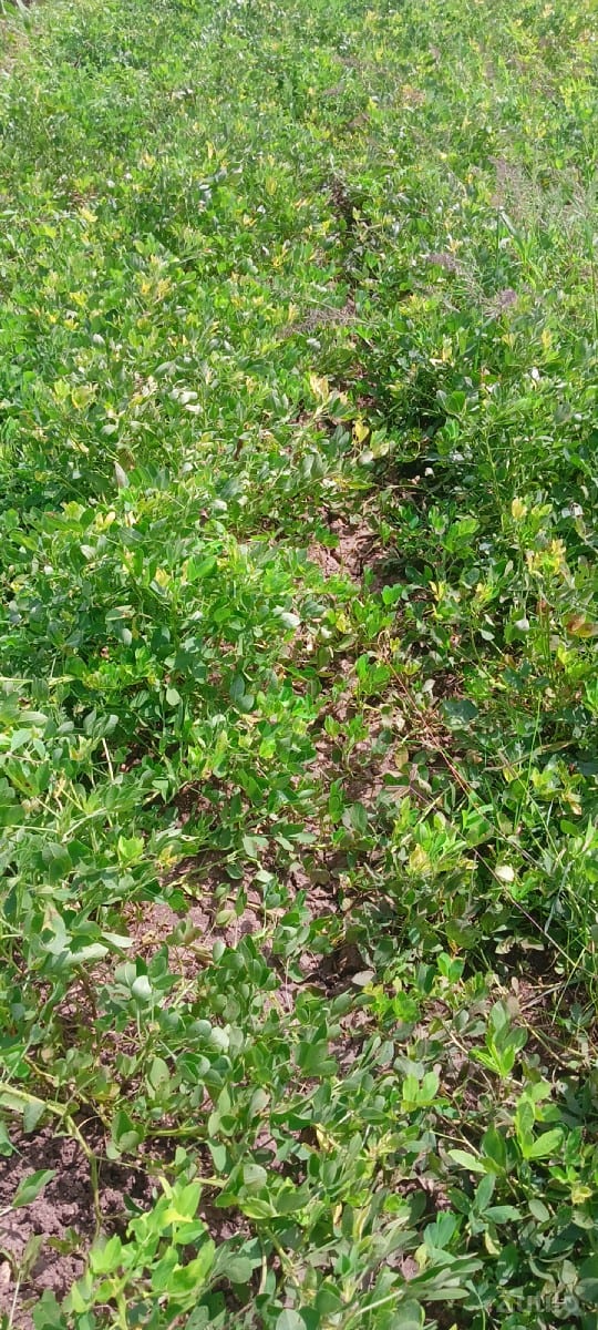 વાડી વેચવાની છે - Land & Plots - Bhanvad - Image 2
