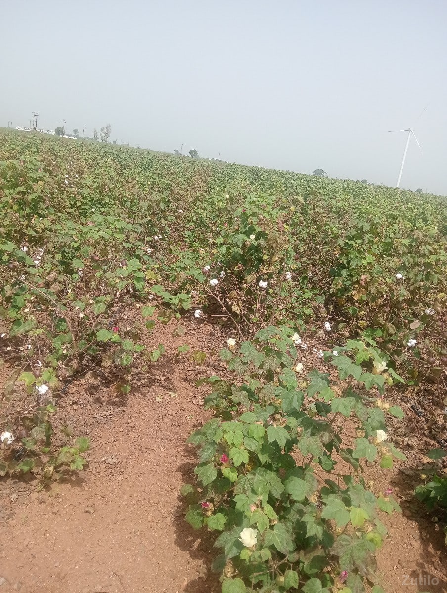 3.10 akr - Land & Plots - Wankaner - Image 2