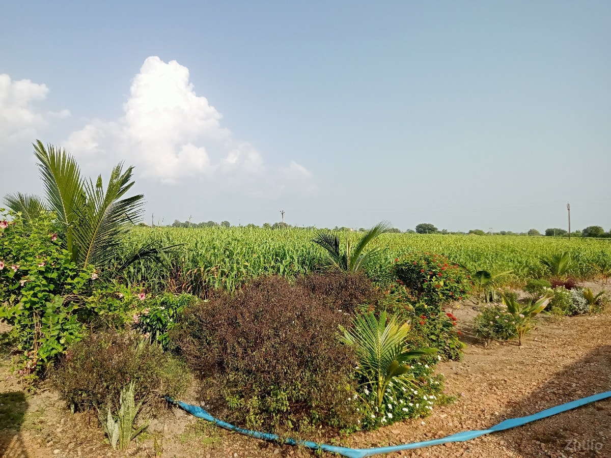 ૧૨ વિઘા રોડ ટચ જમીન વેચવાની છે. - Land & Plots - Ranavav - Image 2
