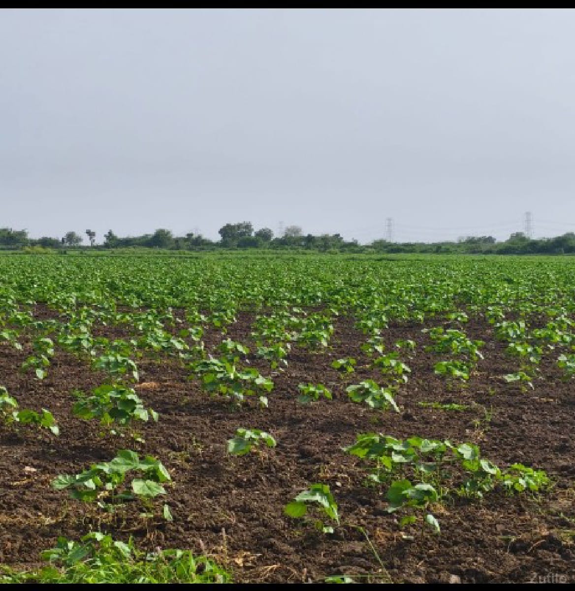 જમીન વેચવા ની છે જુ. શ 10 વીઘા
