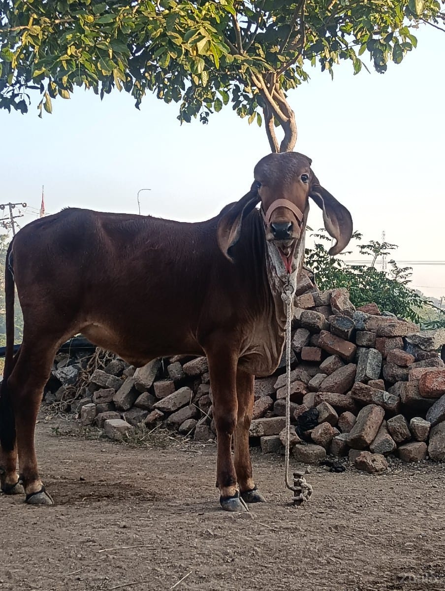 વાશડી
૧૨૦૦૦ વાશડી
૧૨૦૦૦