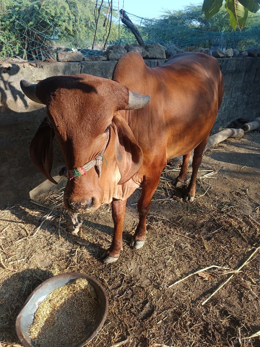 ગાય વેચવા ની સે ગાય વેચવા ની સે