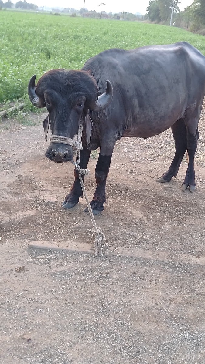 ખડેલી ખડેલી