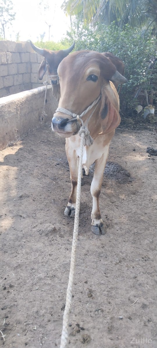માંકડા ગોઢલો વેચવાની છે - કાર - માંગ્રોળ - Image 2