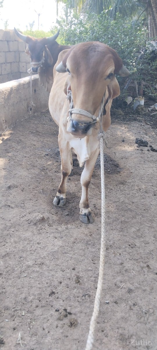 માંકડા ગોઢલો વેચવાની છે - કાર - માંગ્રોળ - Image 3