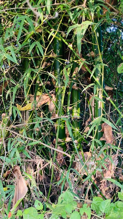 વાસ બંબૂ - કાર - મેન્ડરડા - Image 2