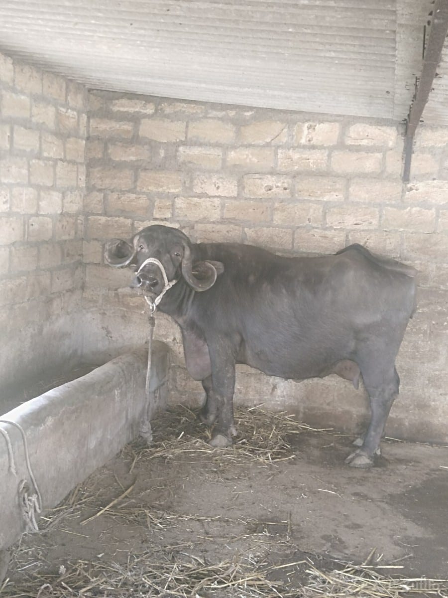 ભેંસ વેચવાની છે ભેંસ વેચવાની છે