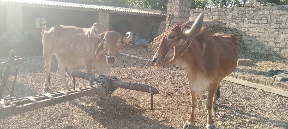 બે બળદ વેચવાના છે બે બળદ વેચવાના છે