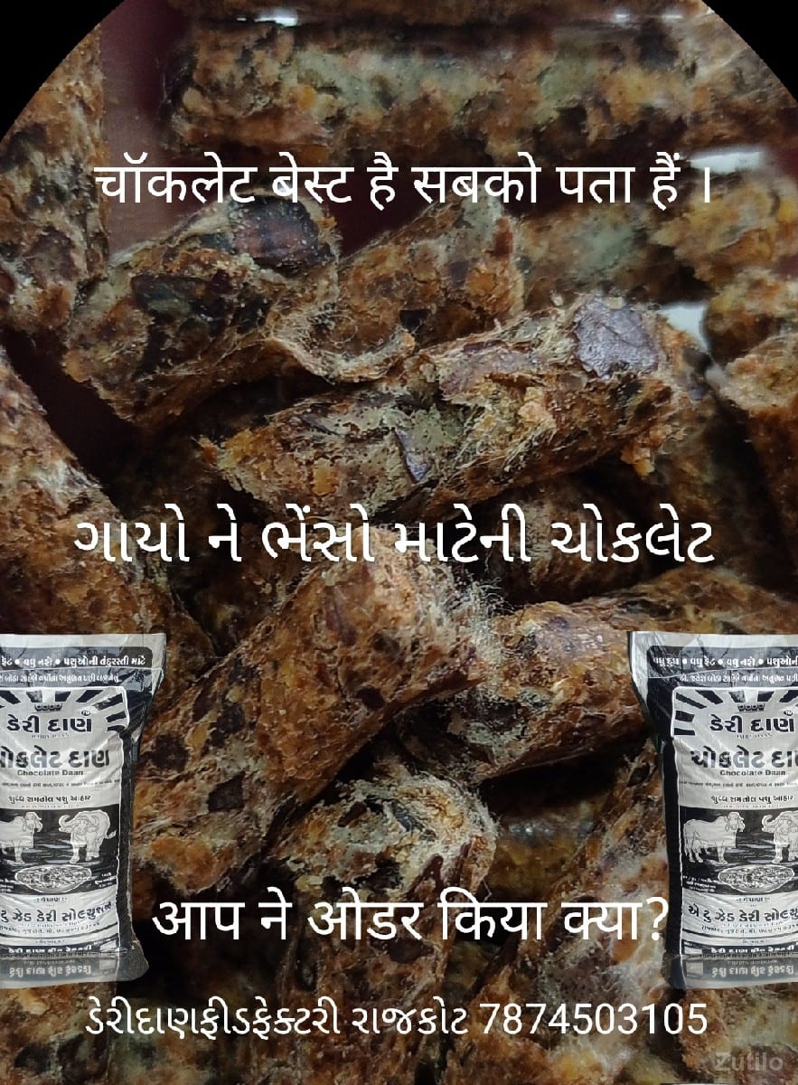 ગાયો ને ભેંસો માટેની ચોકલેટ ગાયો ને ભેંસો માટેની ચોકલેટ