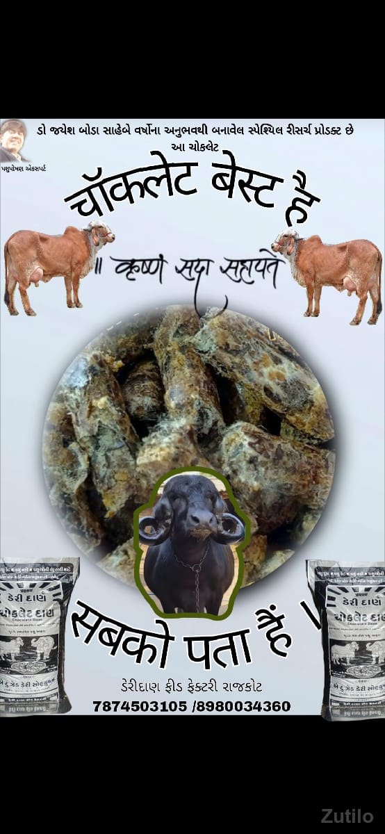 ગાયો ને ભેંસો માટેની ચોકલેટ - Cars - Dhari - Image 3