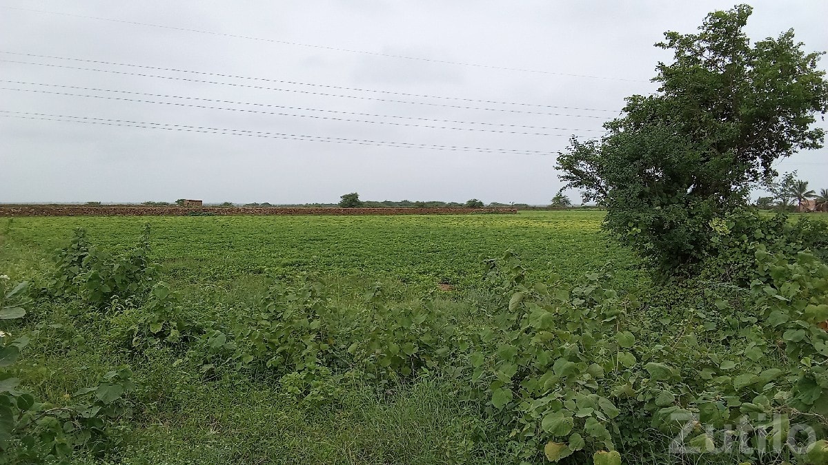 Green Agricultural Land in Salaya Green Agricultural Land in Salaya