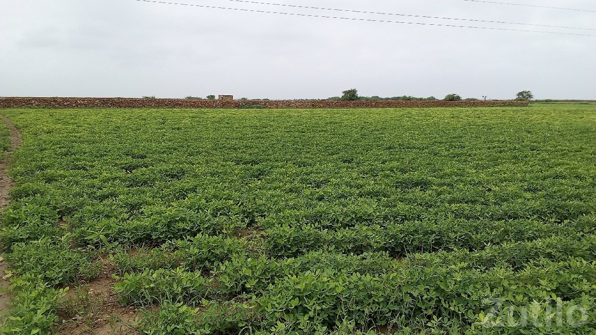 Green Agricultural Land in Salaya - Land & Plots - Salaya - Image 2