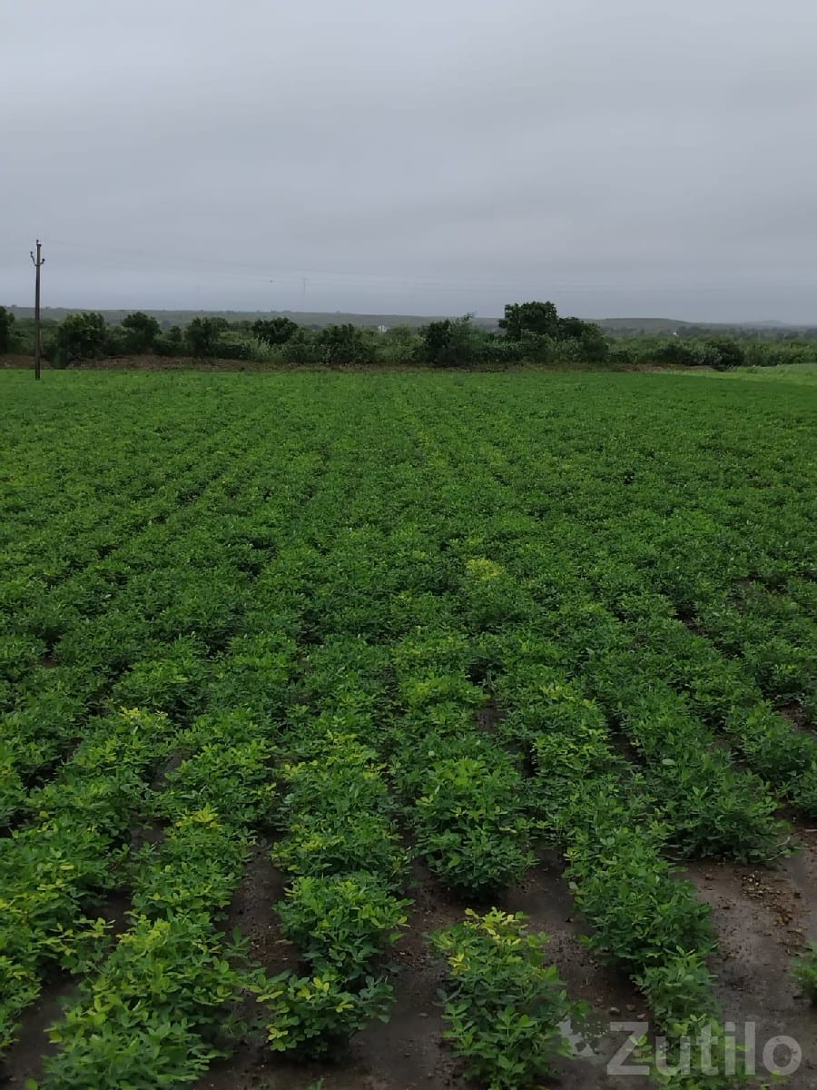Fertile Green Farmland Plot for Sale