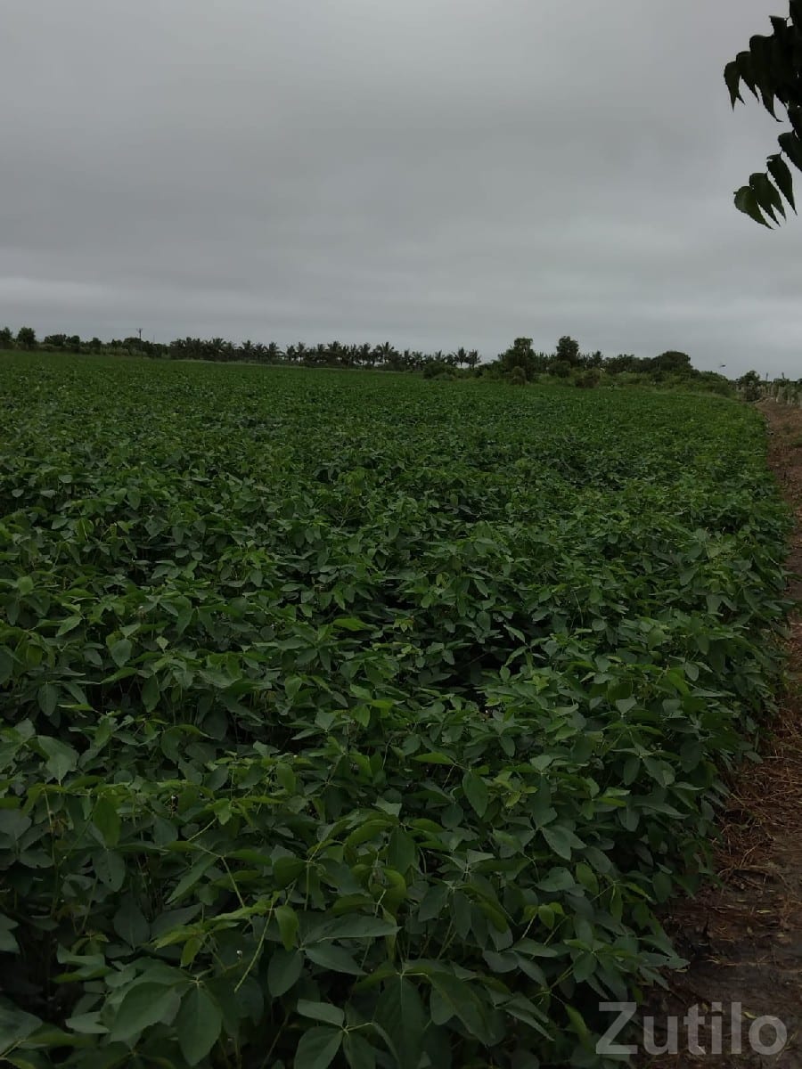 Fertile Green Farmland Plot for Sale - Land & Plots - Jamjodhpur - Image 2