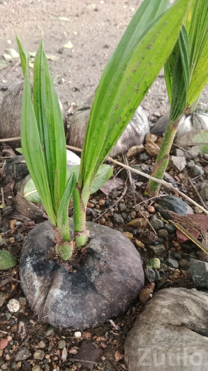 Fertile Agricultural Land with Coconut Seedlings