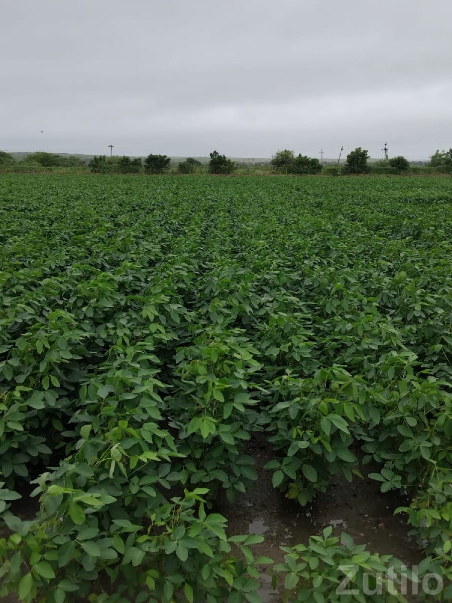 Fertile Green Farmland Plot for Sale - Land & Plots - Jamjodhpur - Image 3