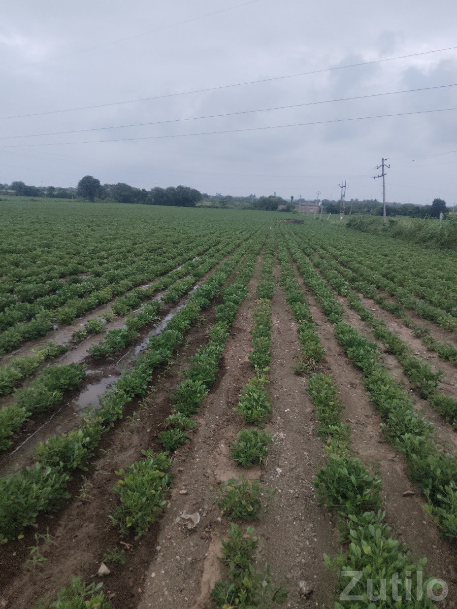 Fertile Agriculture Land for Sale, Talala