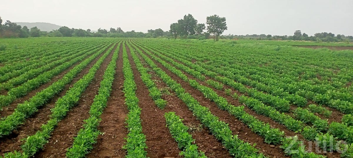 Fertile Agricultural Land Plot, Talala - Land & Plots - Talala - Image 2