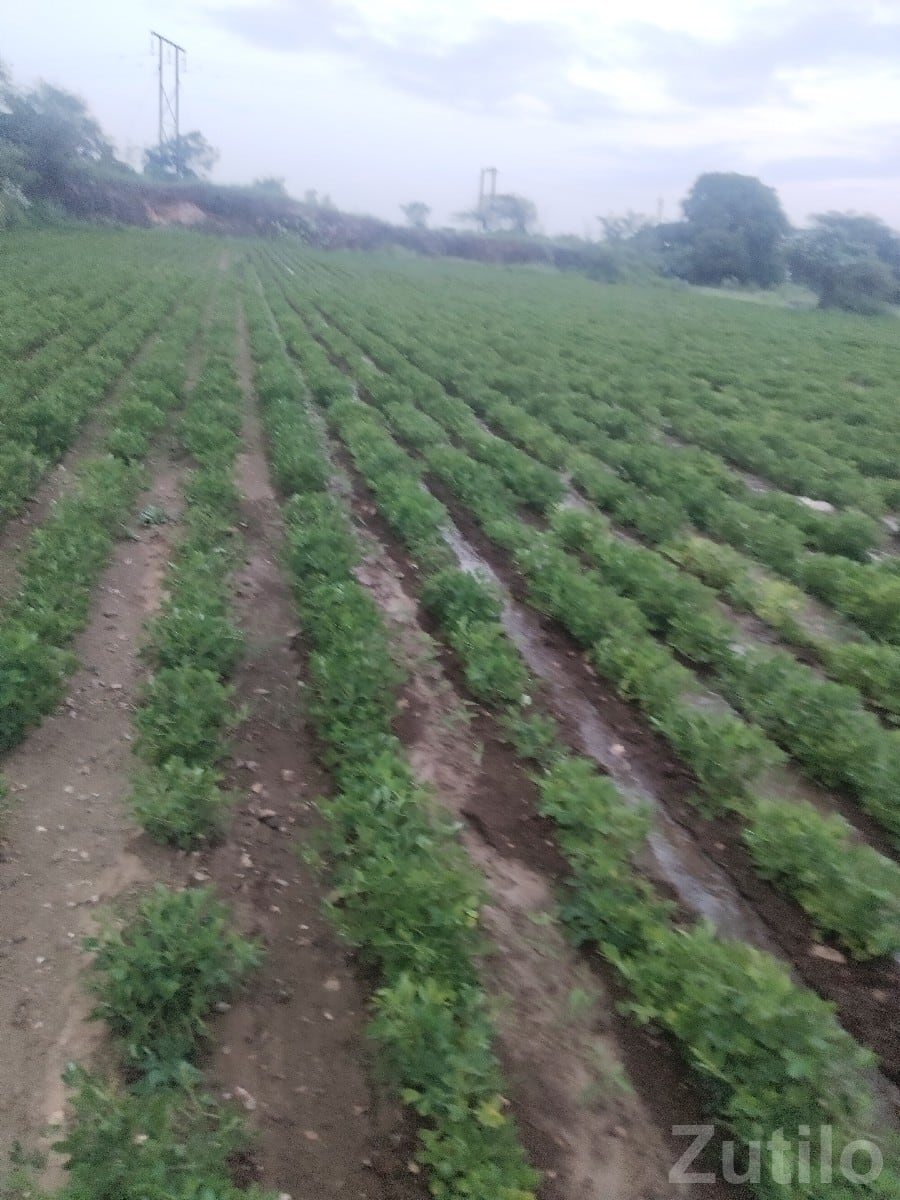 Fertile Agriculture Land for Sale, Talala - જમીન અને પ્લોટ - તલાલા - Image 2