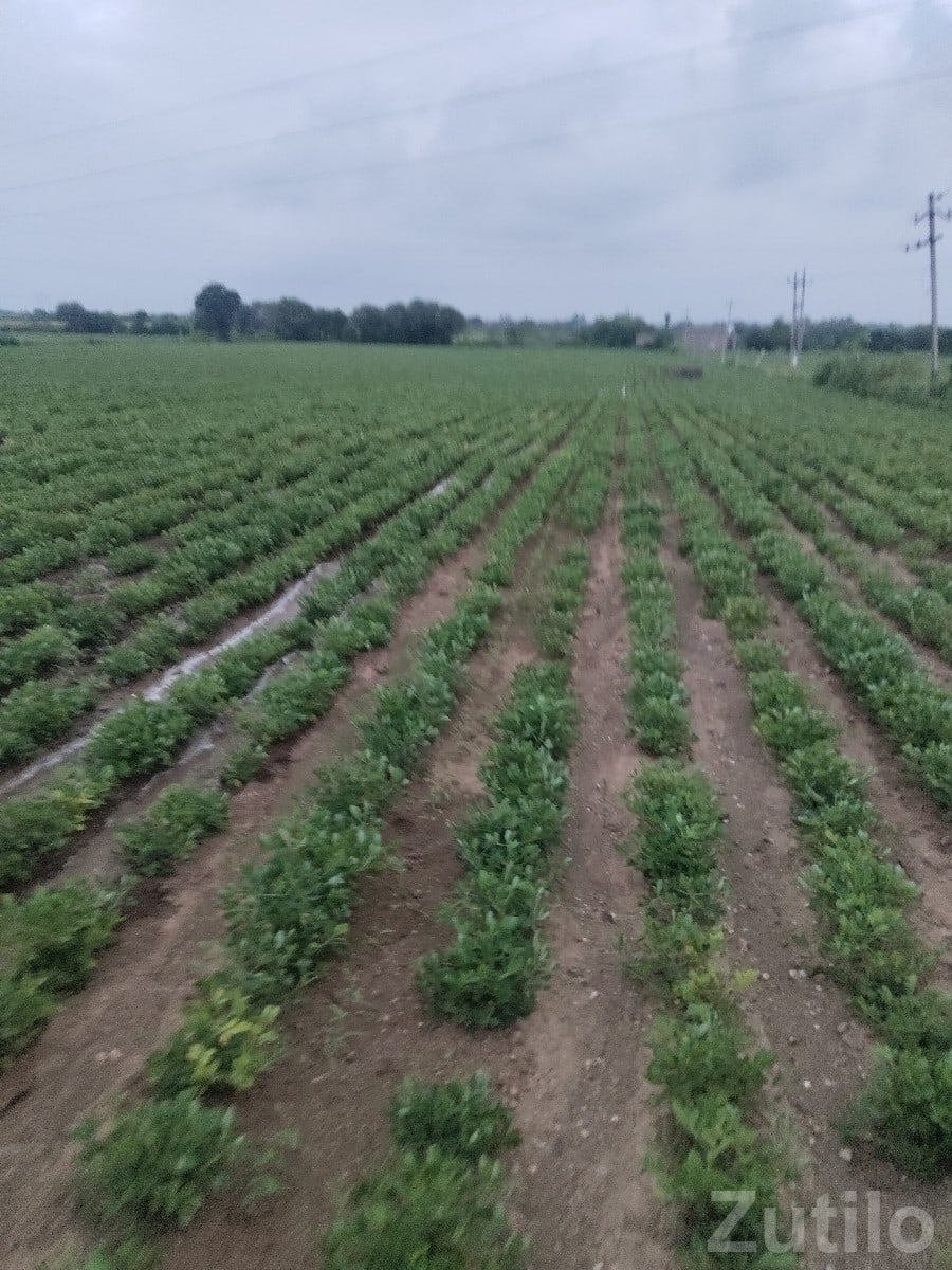 Fertile Agriculture Land for Sale, Talala - જમીન અને પ્લોટ - તલાલા - Image 3