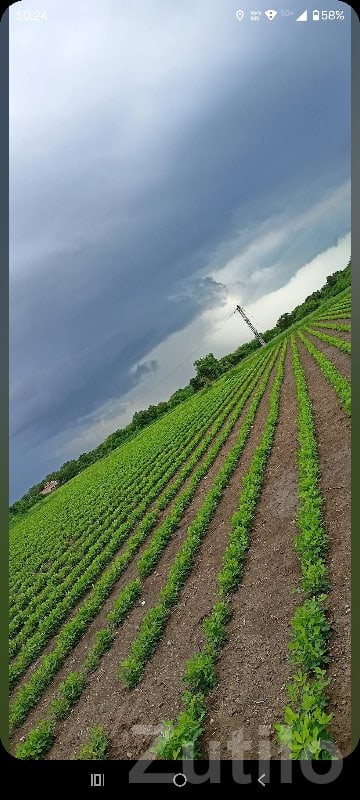 Fertile Agricultural Land Near Essar Nayara