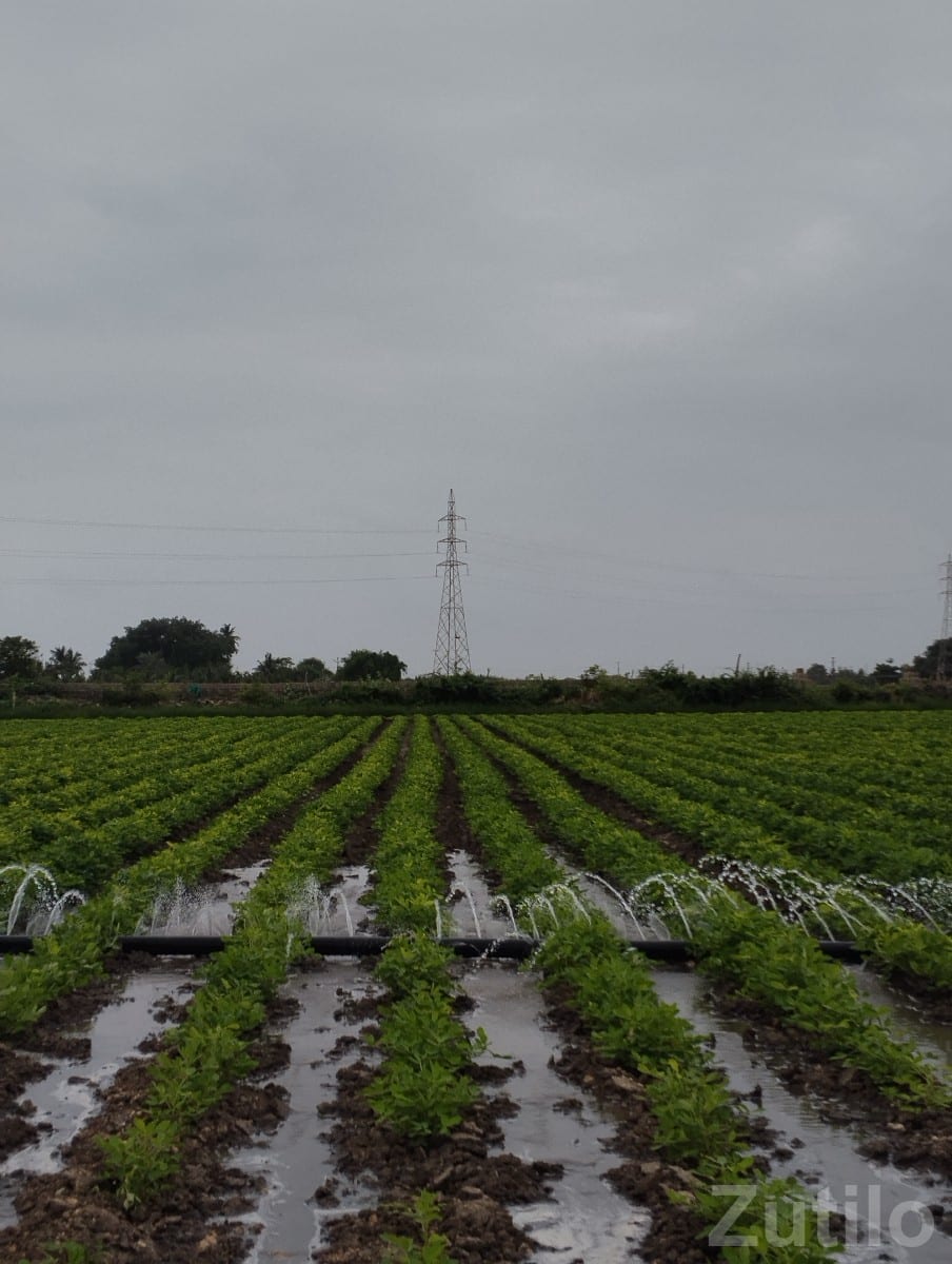 Fertile Irrigated Farmland Plot for Sale Fertile Irrigated Farmland Plot for Sale