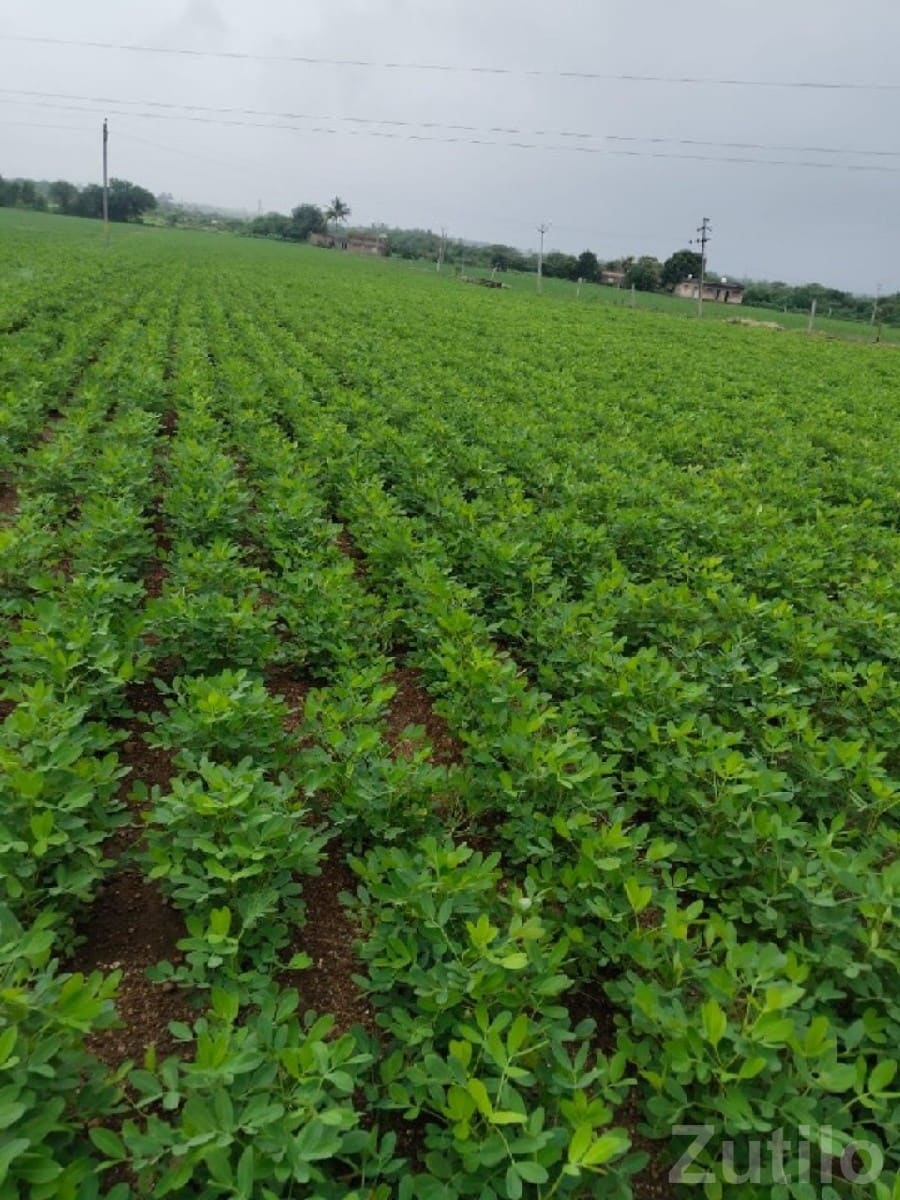 Fertile Green Farmland Plot for Sale - જમીન અને પ્લોટ - તલાલા - Image 2