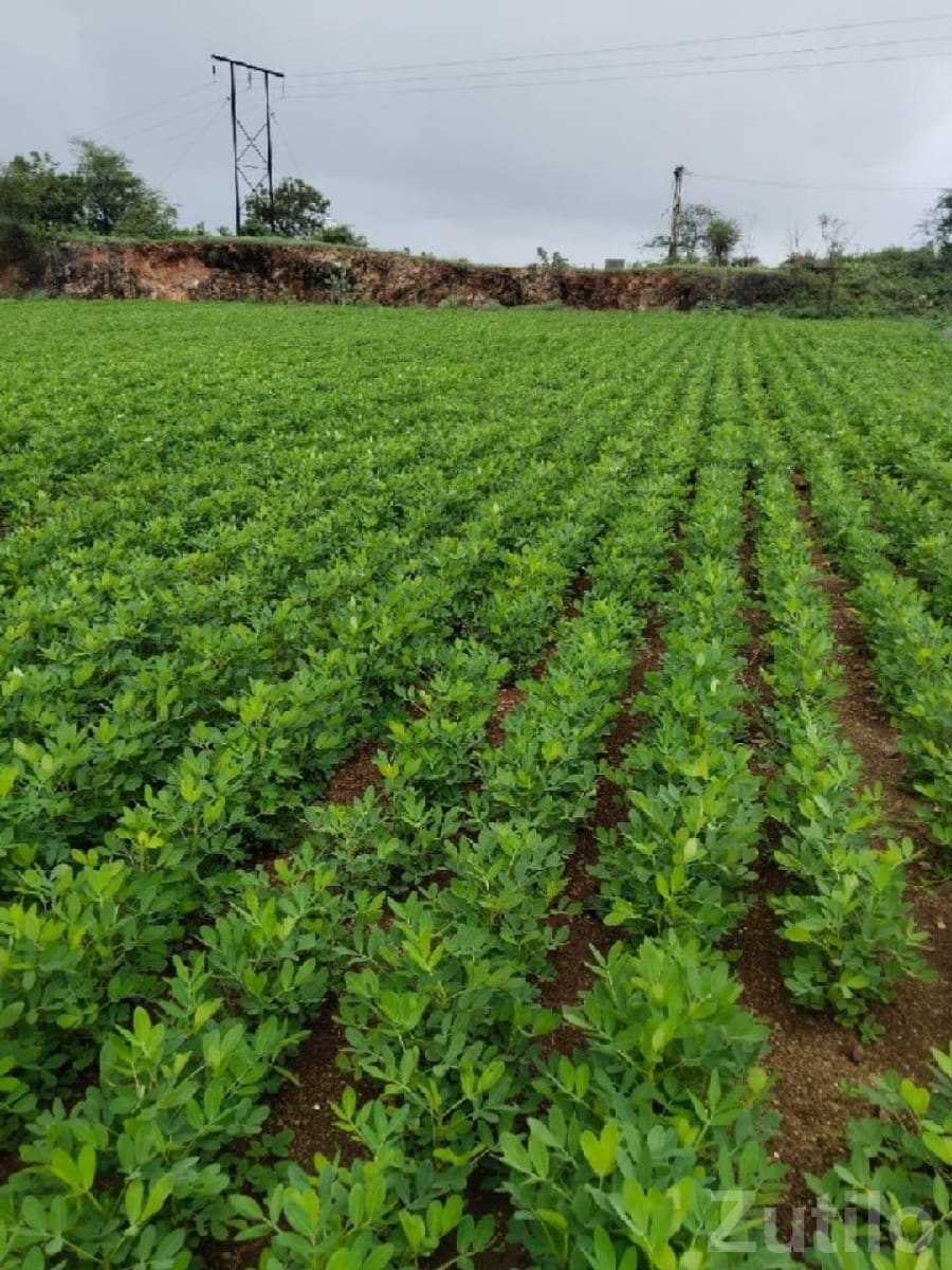 Fertile Green Farmland Plot for Sale - જમીન અને પ્લોટ - તલાલા - Image 3