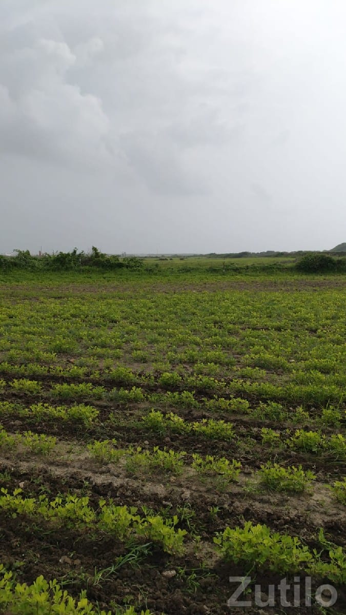Fertile Agricultural Land in Kalyanpur