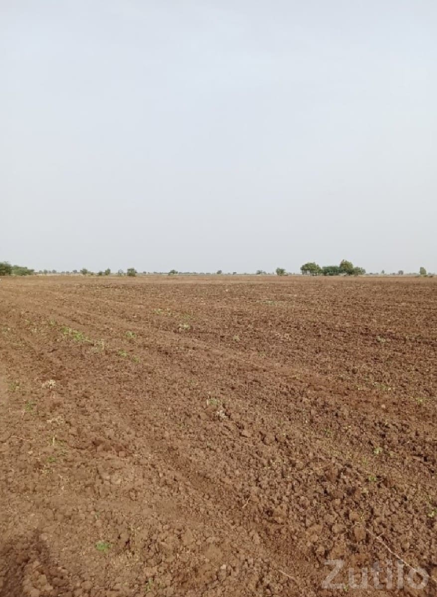 Savarkundla Fertile Agricultural Land Savarkundla Fertile Agricultural Land