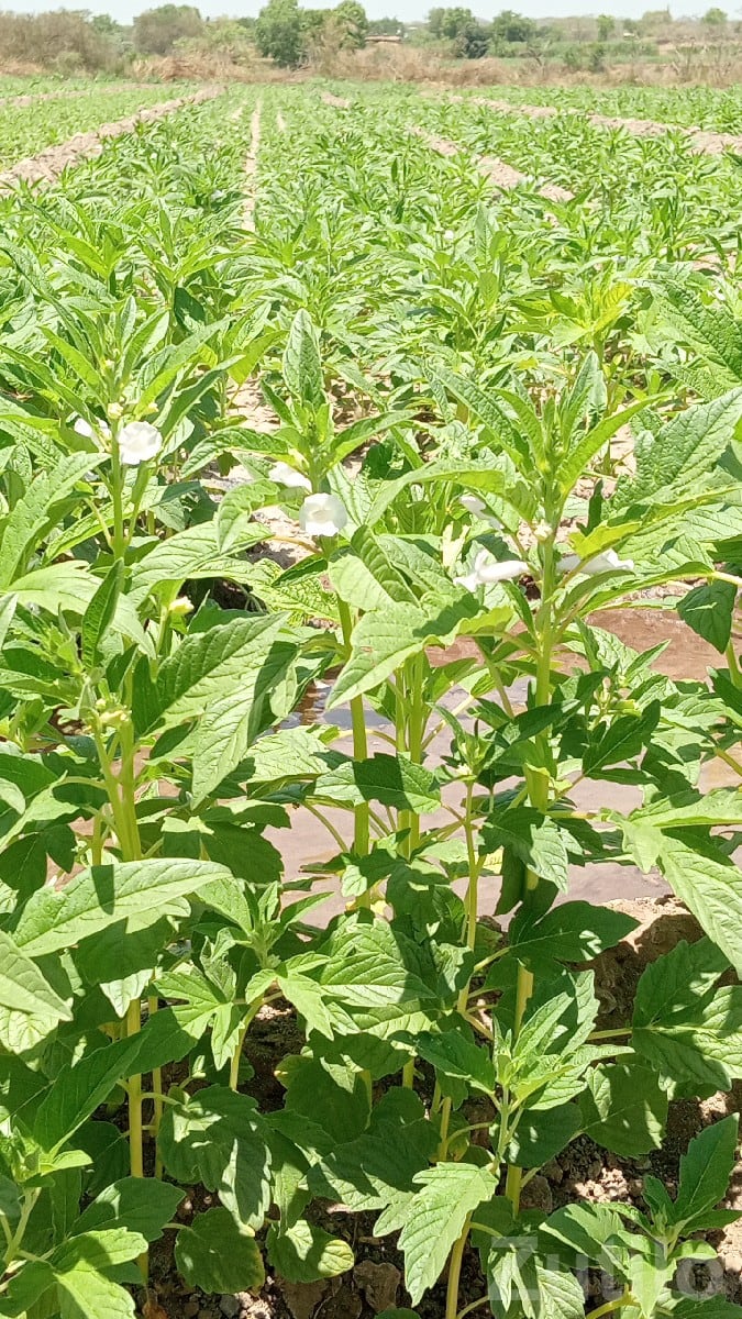 Fertile Agricultural Land in Virpur