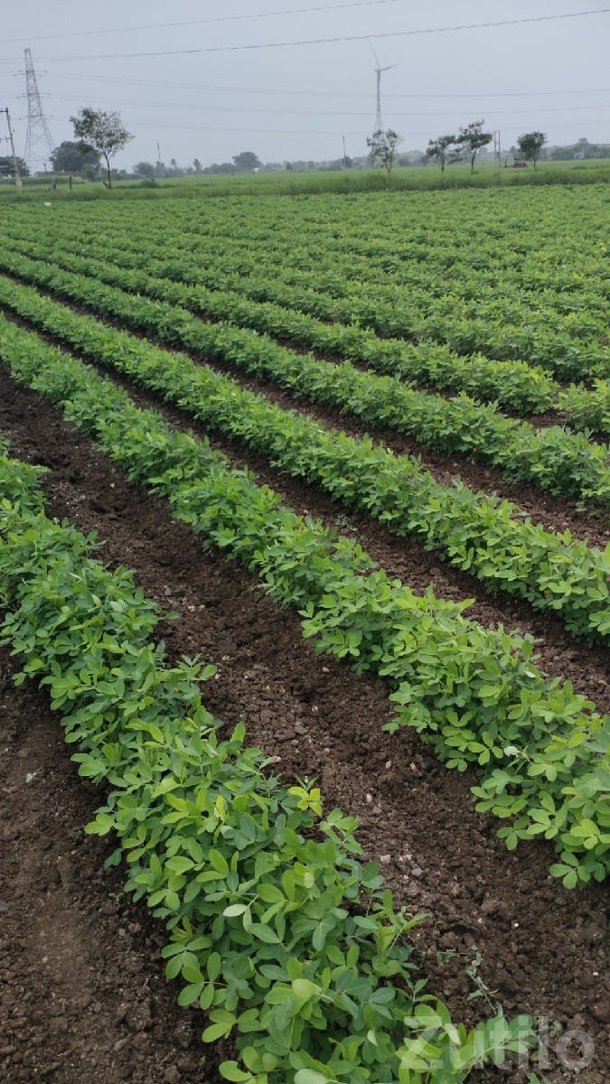 Fertile Agricultural Land in Kalyanpur - Land & Plots - Kalyanpur - Image 2