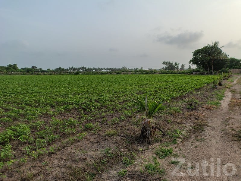 Road Touch Agricultural Plot Kodinar - Land & Plots - Kodinar - Image 3