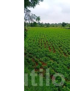 Gondal 10 Bigha Fertile Agriculture Land